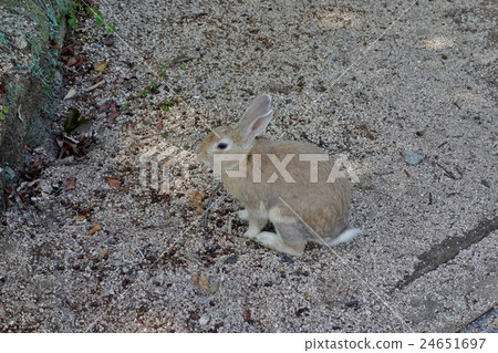 Okunojima Rabbit Okunojima Rabbit 24651697