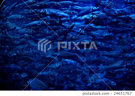 school of fish 24651767