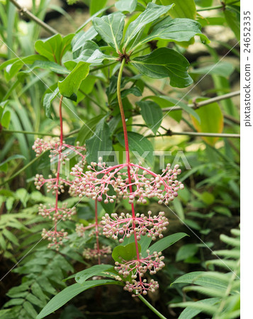 Medinira · Spikiosa 24652335