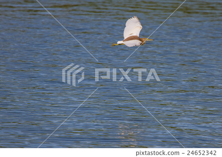 Chinese Pond Heron in the nature 24652342