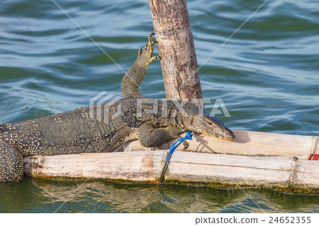 close up Water monitor lizard 24652355