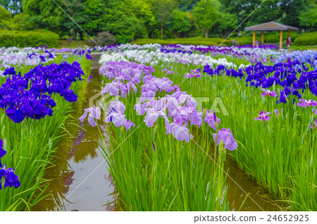 鳶尾花 鳶尾花 24652925