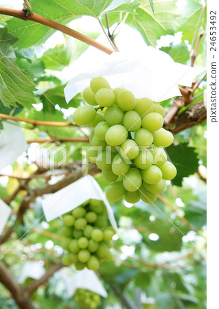 亞歷山大的馬斯喀特 亞歷山大的馬斯喀特 24653492