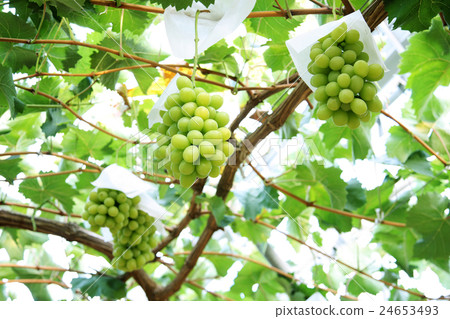 Grape  24653493