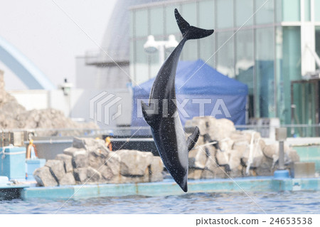 熊海豚跳 24653538