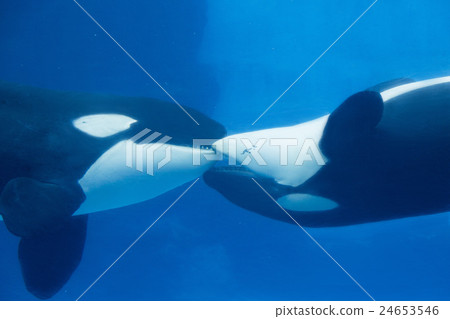 虎鯨面對面並且適合 24653546