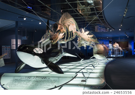 鯨魚的骨骼標本 24653556