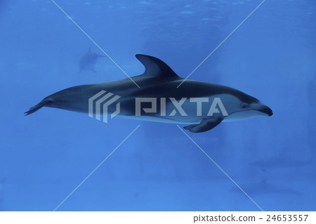 海豚在池中 24653557