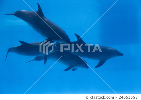 一群手海豚 24653558
