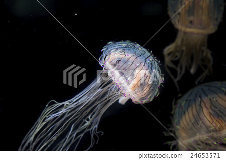 Hanagasa jellyfish Hanagasa jellyfish 24653571