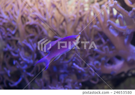 紫色女王 紫色女王 24653580