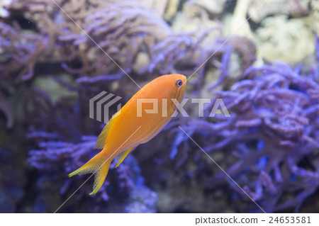 Violet Naga Hananai的女性 24653581