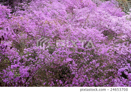 Azalea in full bloom Azalea in full bloom 24653708