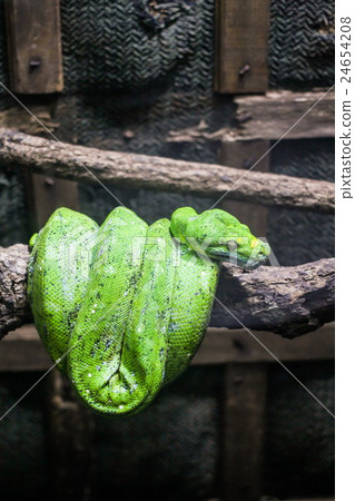 Green Python, snake 24654208