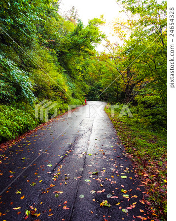 .Summer of leaves - Stock Image. .Summer of leaves - Stock Image. 24654328
