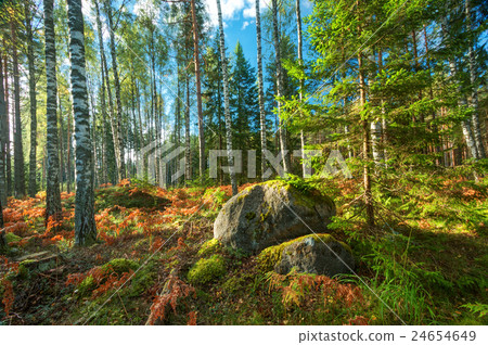 birch and fir forest panorama 24654649