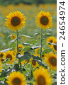 向日葵 向日葵 24654974