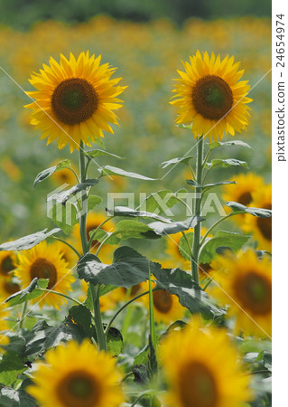 sunflower	 24654974