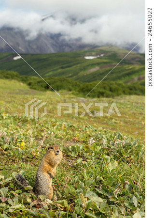 Arctic ground squirrel at foot of volcano on 24655022