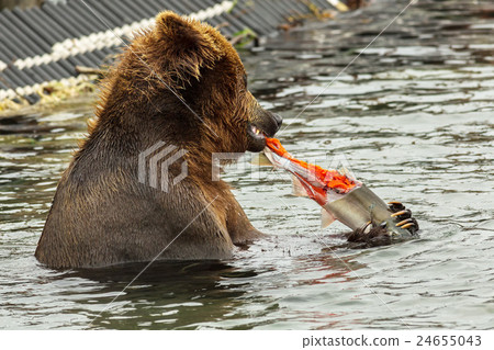 Brown bear eating a salmon caught in Kurile Lake. 24655043