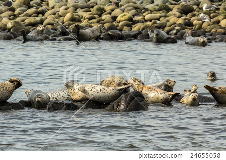 Pusa is a genus of earless seals. 24655058