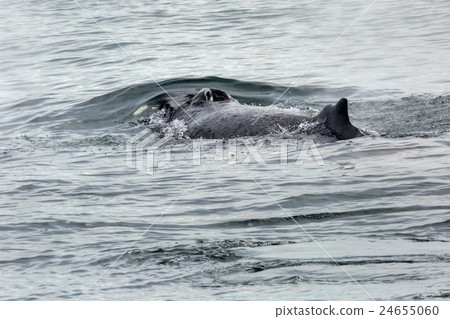 Fin and nostrils on the back of humpback whale in 24655060