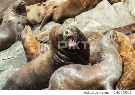 Rookery Steller sea lions. Island in Pacific Ocean 24655061