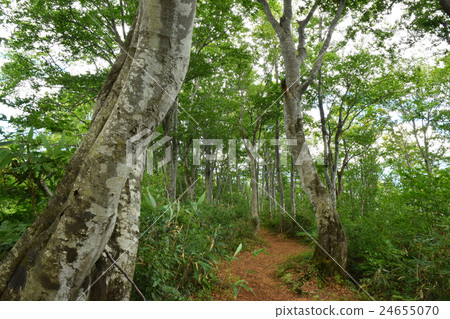 Henna's beech forest Henna's beech forest 24655070