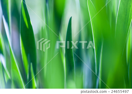 Green grass soft focus macro photo. Shallow DOF. 24655497