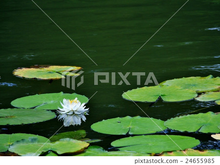 白浪百合花 24655985