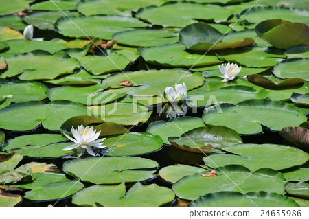 白浪百合花 24655986