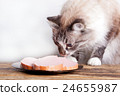 young cat near the a plate 24655987