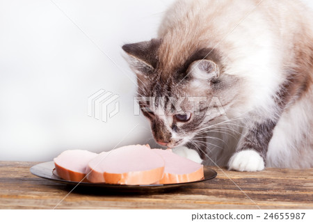 young cat near the a plate 24655987