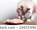 young cat near the a plate 24655990