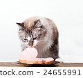 young cat near the a plate 24655991