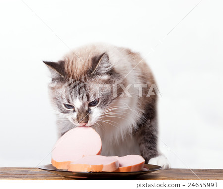 young cat near the a plate 24655991