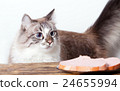 young cat near the a plate 24655994
