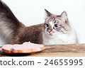 young cat near the a plate 24655995