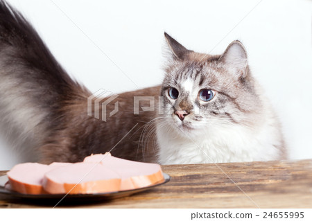 young cat near the a plate 24655995
