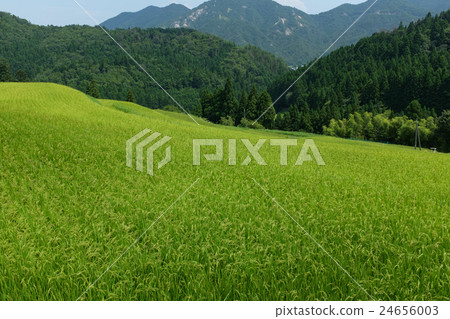 米梯田的圖片擁擠與綠色米植物 米梯田的圖片擁擠與綠色米植物 24656003