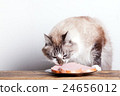 young cat near the a plate 24656012