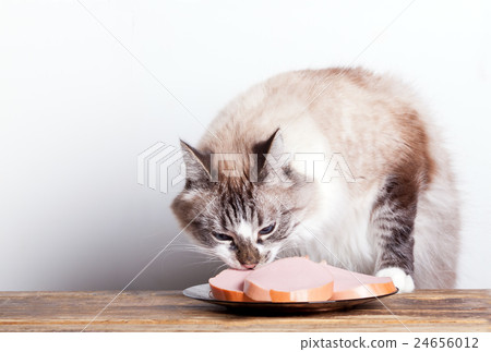 young cat near the a plate 24656012