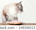 young cat near the a plate 24656013