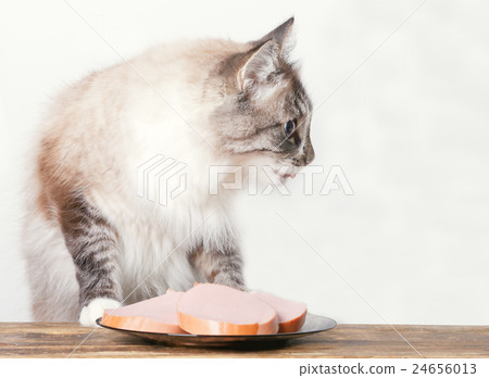 young cat near the a plate young cat near the a plate 24656013