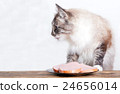 young cat near the a plate 24656014