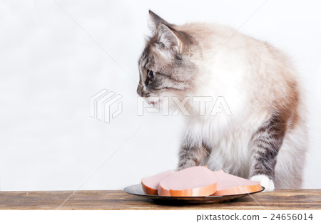 young cat near the a plate 24656014