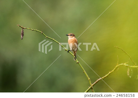 Nobitaki and Minamushi 24658158