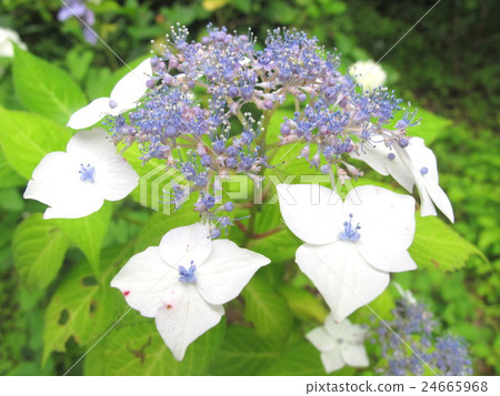 Hydrangea 24665968