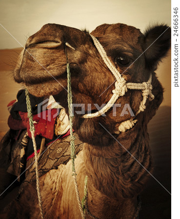 Camel in the Thar Desert Rajasthan India Concept 24666346