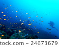 diving 24673679